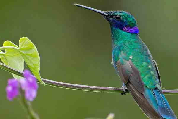 Ciclo de vida del colibrí | El Mundo Infinito