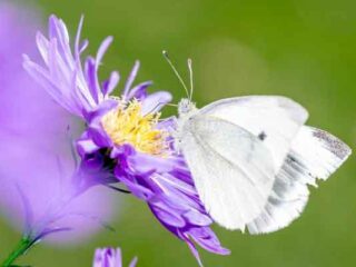 mariposa blanca